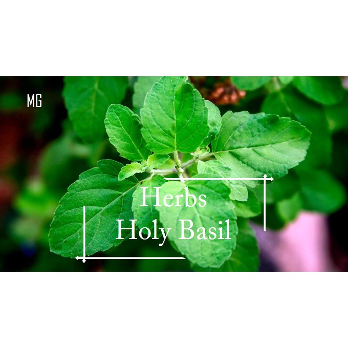 *Edible* Organic Holy Basil Seeds 50 seed *Pot Friendly* Tanam Pasu