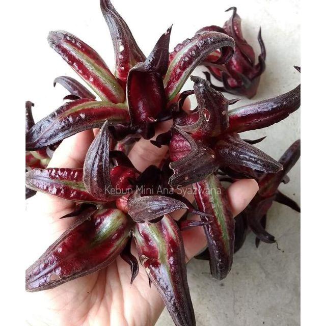 50pcs Biji Benih Rozel Giant (buah besar) | Shopee Malaysia