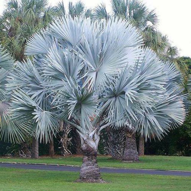 Palm Tree / Pokok Palma Bismarckia Nobilis | Shopee Malaysia