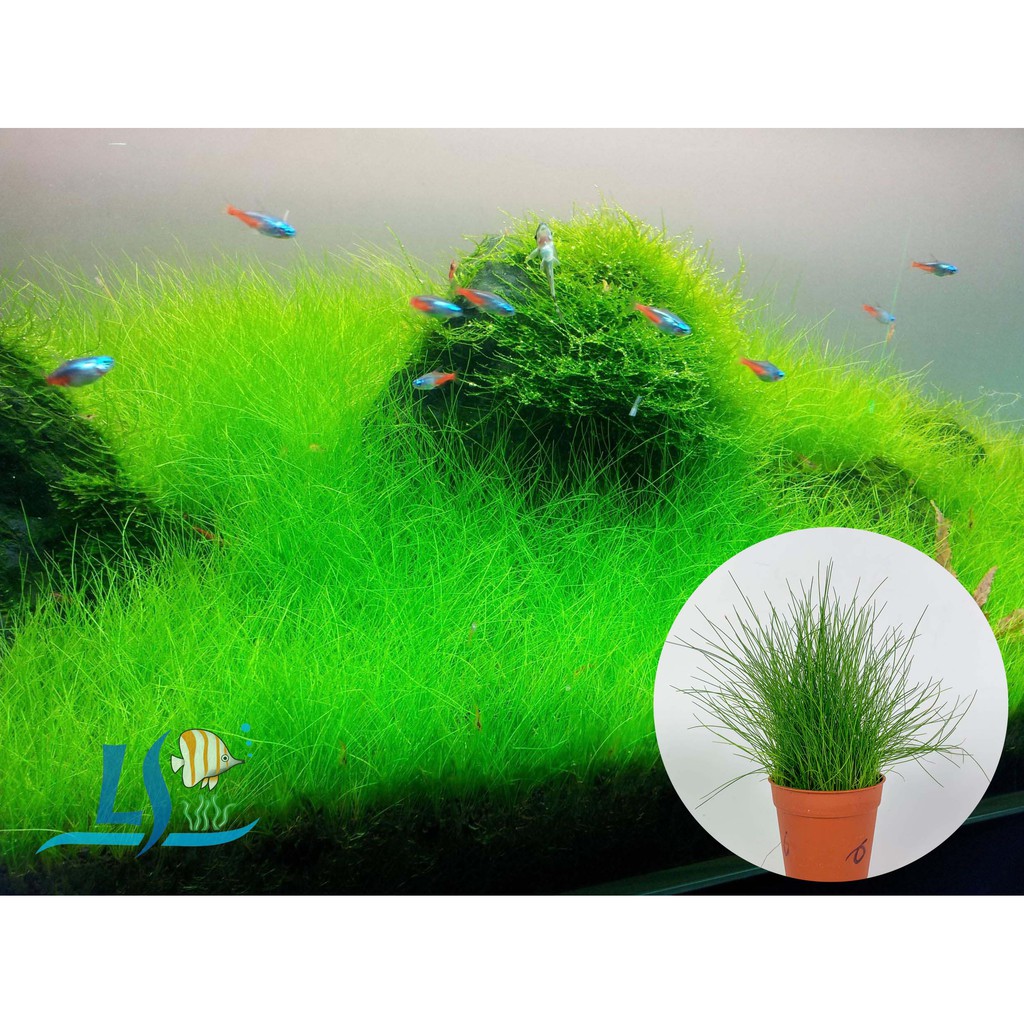 Guppy best sale grass carpet