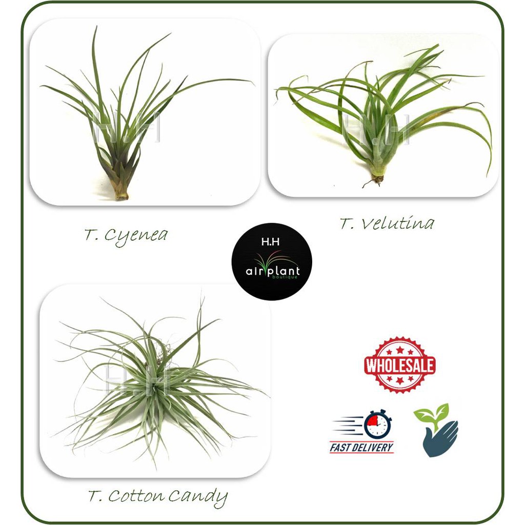 is aloe vera plant edible Aloe, Edible