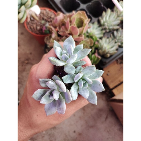 小嫦娥多肉Mini Echeveria Sang-A - Succulent plants 多肉植物