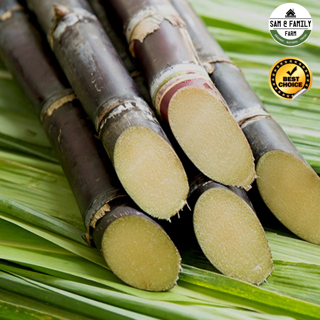 Benih Keratan Batang Tebu Hitam Manis Black Sugarcane Shopee Malaysia 