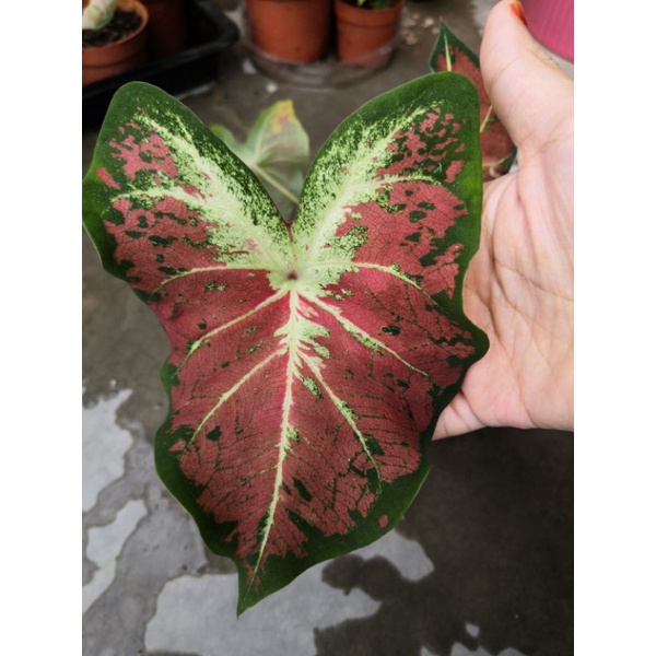 Caladium Just Saucy Medium | Shopee Malaysia