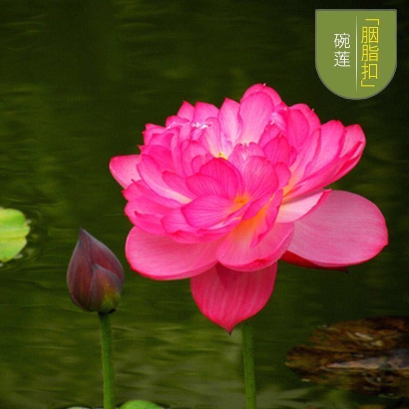 🌺【HOT SALE】Lotus Water Lily Seeds Bowl Lotus Flower Seeds Home Garden ...