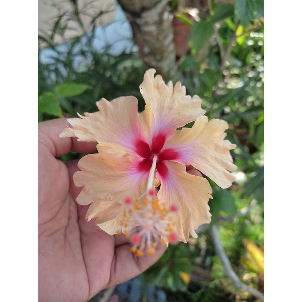 Keratan Bunga Raya (Peach) | Shopee Malaysia