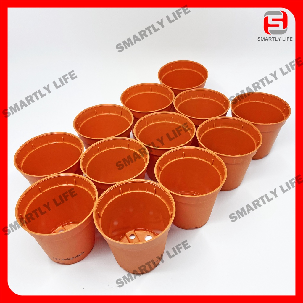 Baba 55 Seedling Pot (1 Set 12pcs) Pasu Benih Tanaman Gardening Cactus ...