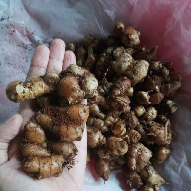 Rizom Cekur/Kencur segar 100g | Shopee Malaysia