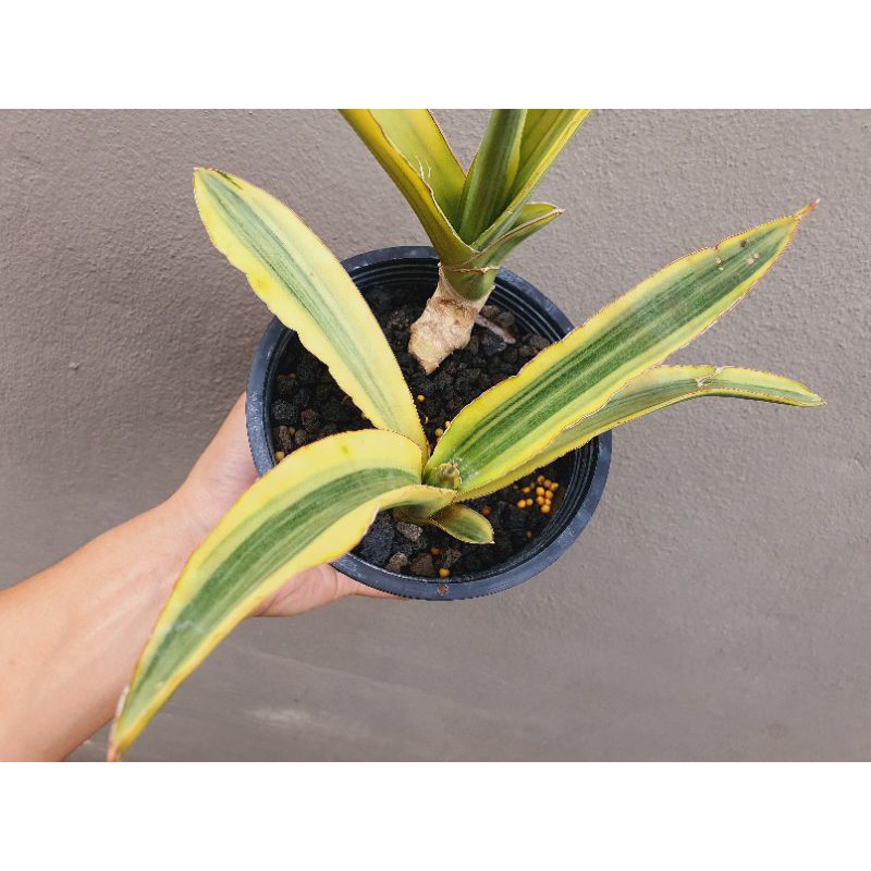 strelitzia 100 cm Strelitzia Reginae 100cm - Exotische Zimmerpflanze online kaufen