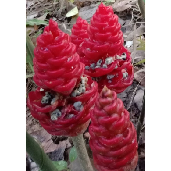 ubi keladi candik hiasan/syngonium/lempoyang (Promo 10.10 sahaja ...