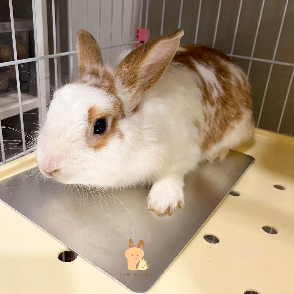 Rabbit 2024 cooling pad