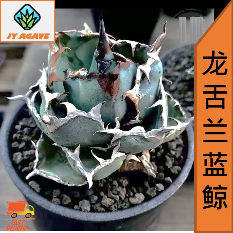 JY AGAVE ] Succulent Agave Titanota Black & Blue ( 仁王冠蓝鲸