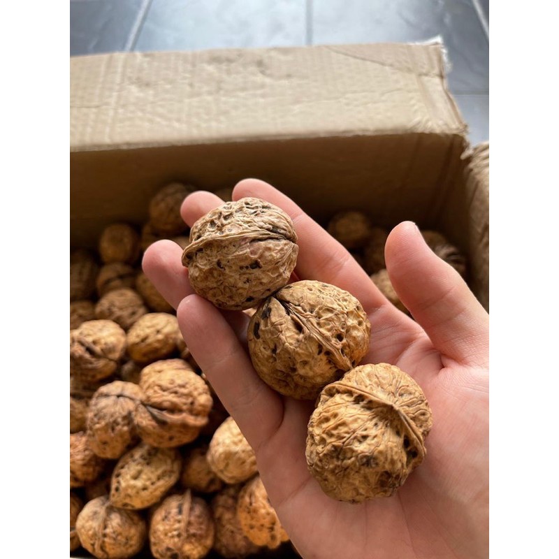 Raw Walnut for Parrots (500g/1kg) Shopee Malaysia