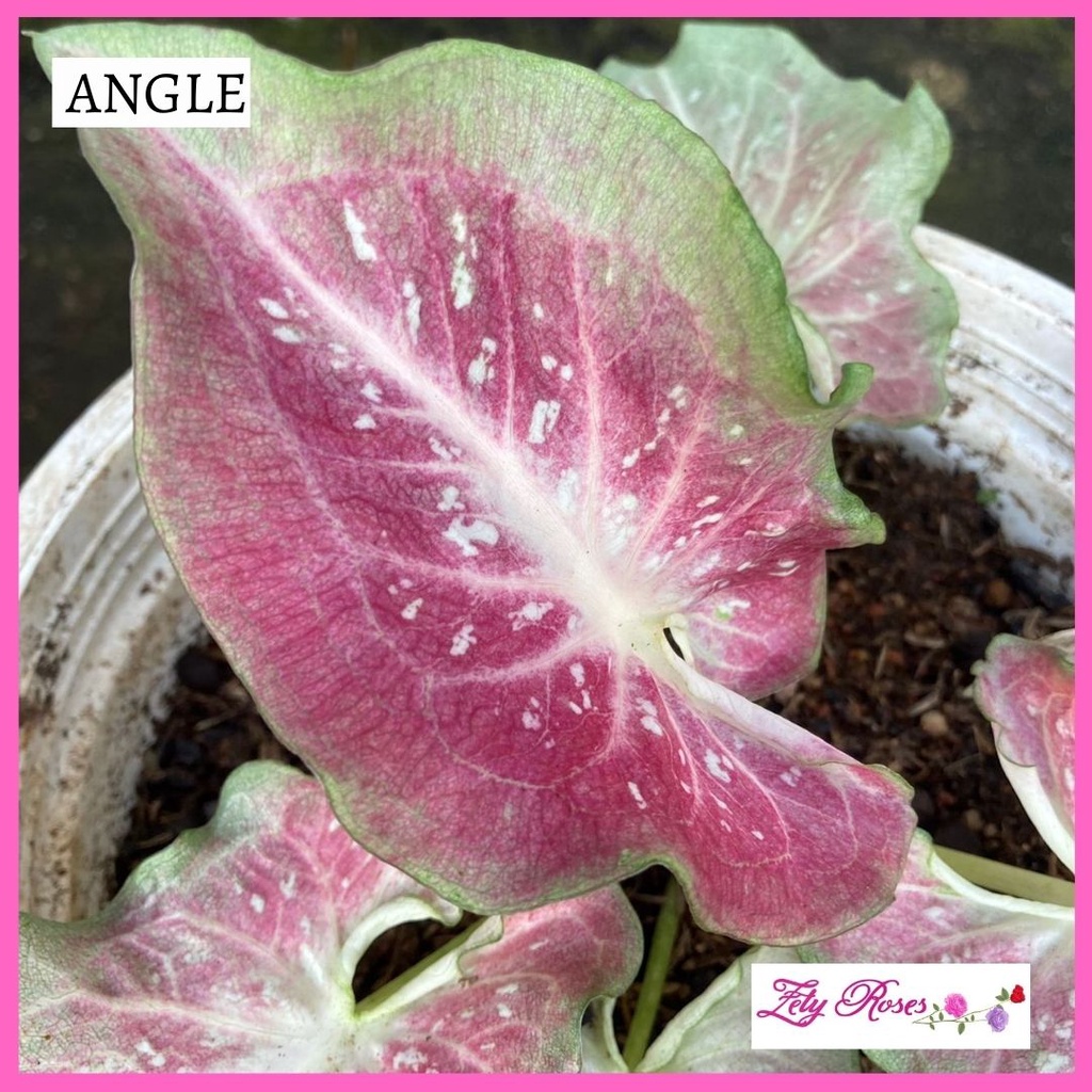(READY STOCK) KELADI ANGLE ZETY ROSES | Shopee Malaysia