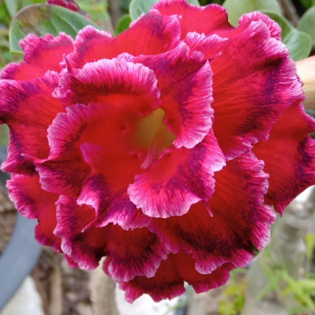 Pokok bunga adenium merah frame pink | Shopee Malaysia