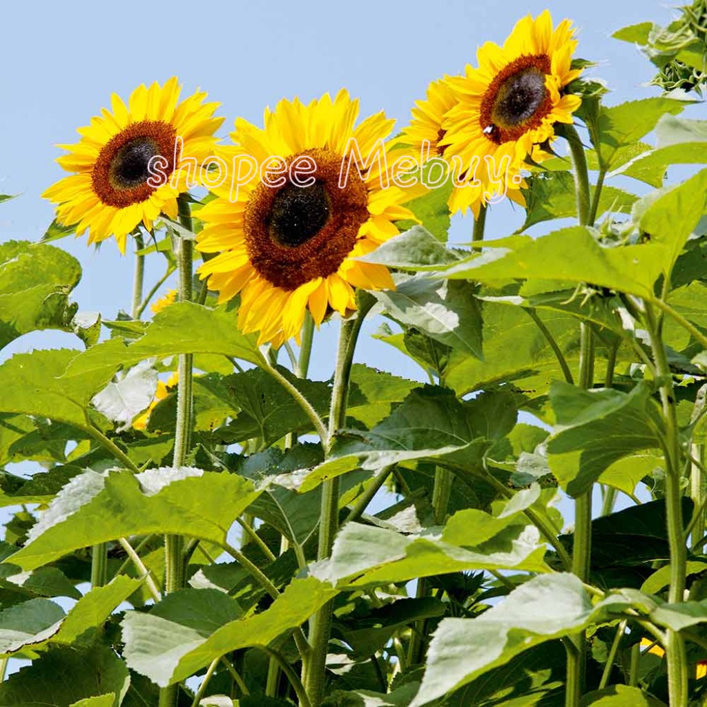 biji benih bunga matahari 🌻太阳花种子向日葵种子sunflower biji benih bunga matahari 🌻太阳花种子向日葵种子sunflower