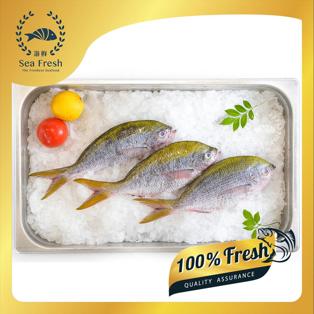  Sea Fresh Ikan Tofu Tofu Fish Fresh Frozen Seafood Shopee Malaysia