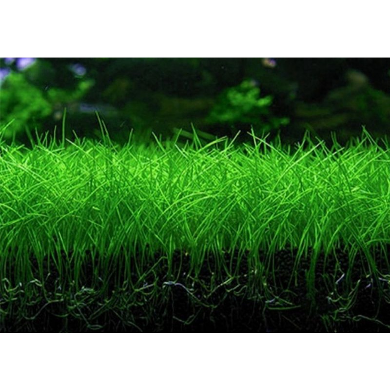 Mini haigrass/ Dwarf hairgrass /mini tank | Shopee Malaysia