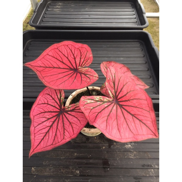 caladium_thailand_hybrid Shopee Malaysia