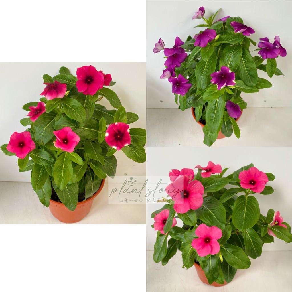 🌸Real Plant🌸Bunga vinca🌸Catharanthus roseus🌸长春花🌸Indoor Outdoor🌸Outdoor