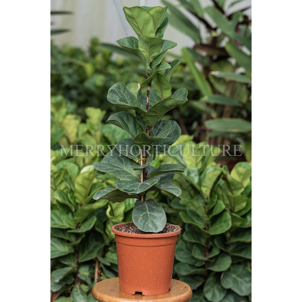 Ficus Lyrata Bambino / Dwarf Fiddle Leaf Fig 琴叶榕 90cm+— (P180) - Real ...
