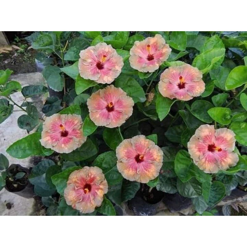 pokok bunga 🌱 Anak Pokok Bunga Raya Cauchemar🌱 SILA PM SEBELUM ORDER 😊 ...