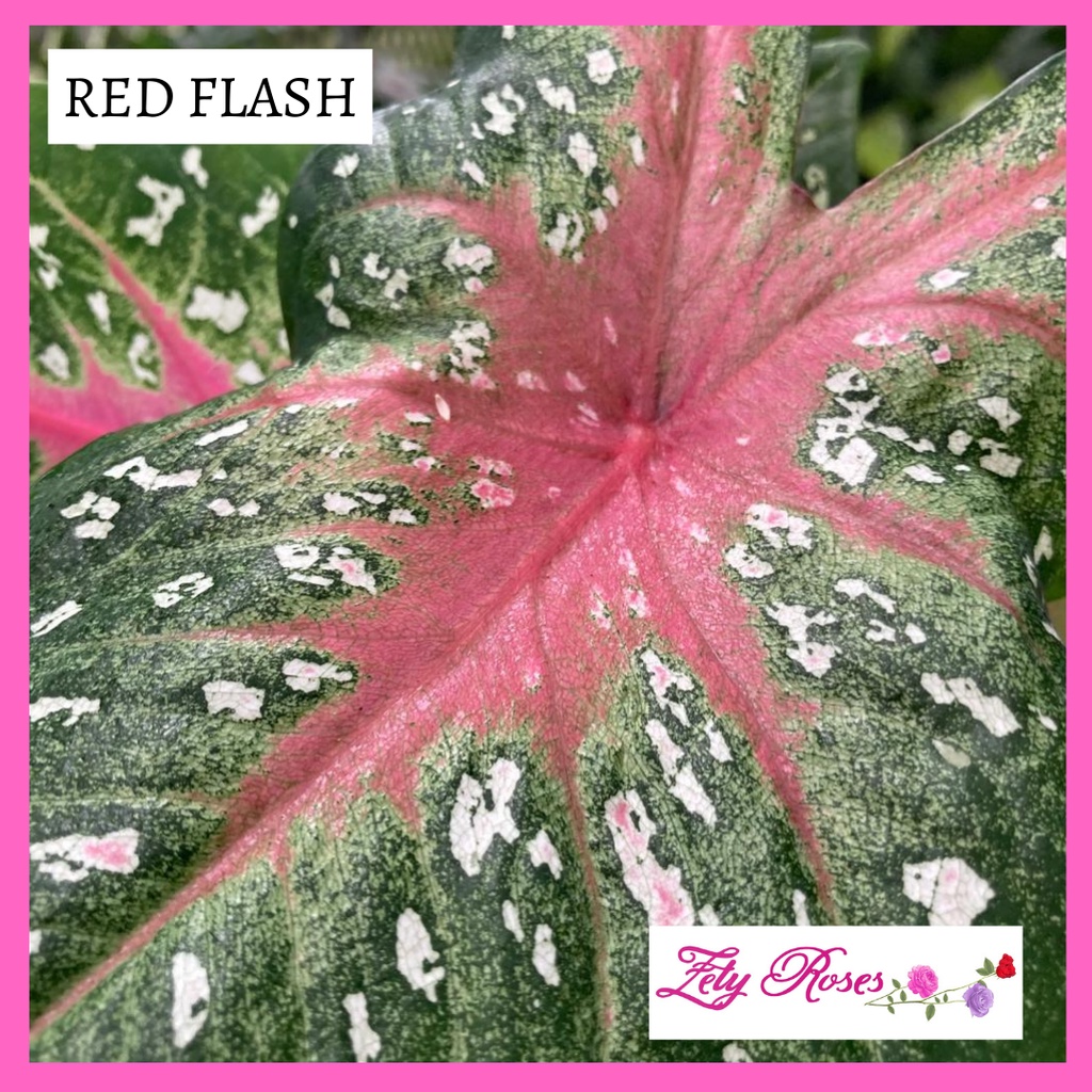 (READY STOCK) KELADI RED FLASH ZETY ROSES | Shopee Malaysia