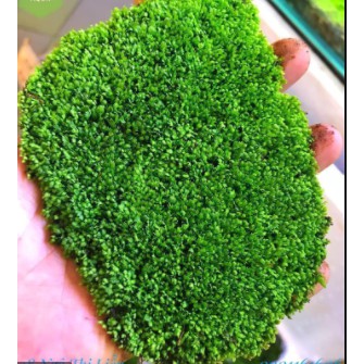 Minifiss Moss Water Leaves for Aquarium Floor (1 Inch) | Shopee Malaysia