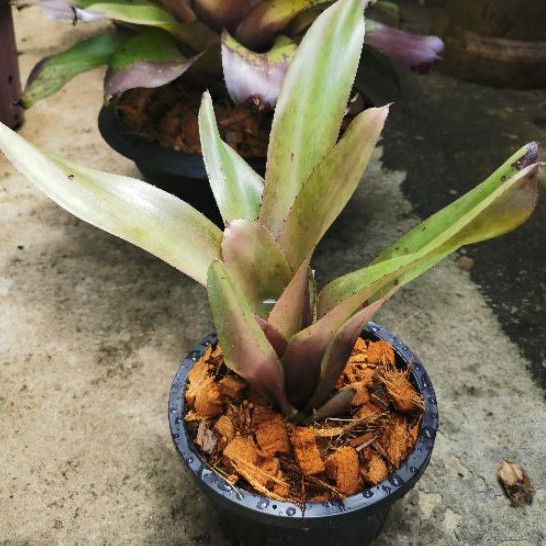 (Live Plant) Neoreglia Bromeliad sp aka Takemura (Pup/Anak) | Shopee ...