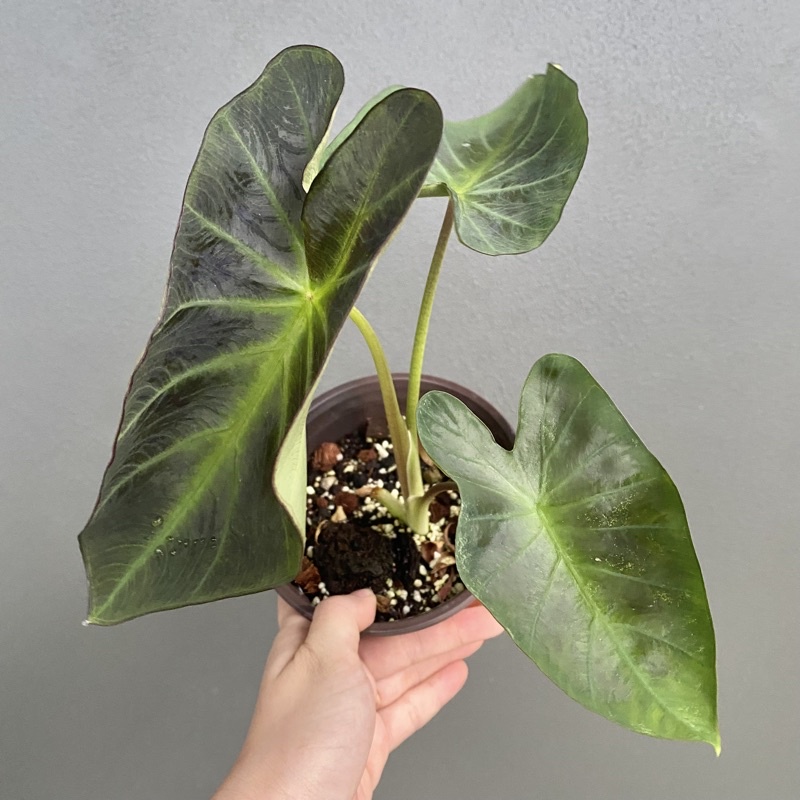 Alocasia Silver Dragon/Mirror Face/Dragon Scale/Azlanii/Infernalis/Pink ...