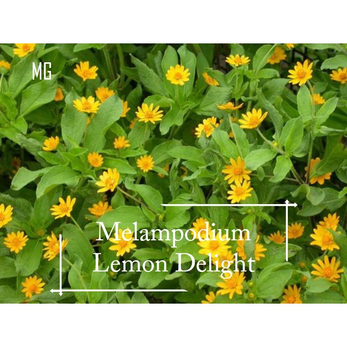 *Easy*Butter Daisy Flower Seeds 50 seed *Pot Friendly* Melampodium