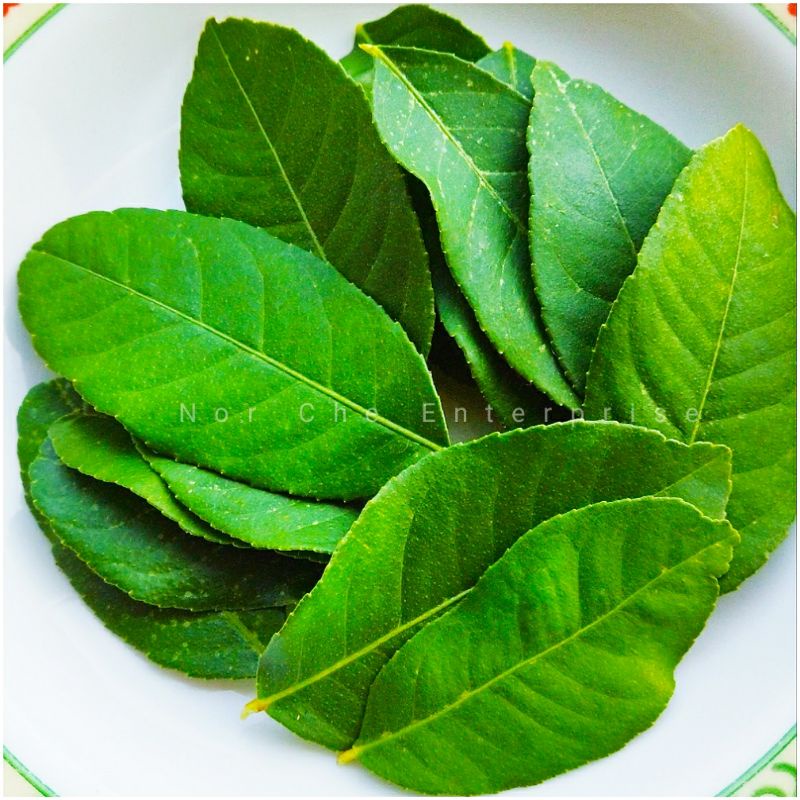 Daun Lemon 20pcs Lemon Leaf Daun Lemon Untuk Mandian Herba Masakan ...