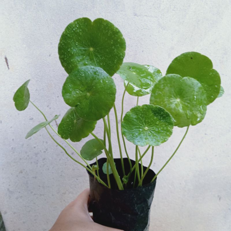 Pokok Pegaga Air Pennywort Shopee Malaysia