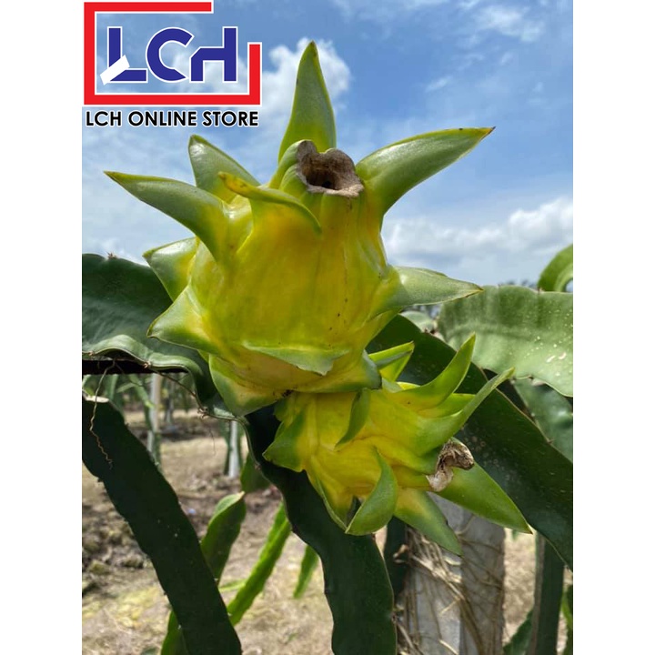 Kuning Buah Naga / Golden Dragon Fruits / Yellow Dragon Fruit / 黄龙果