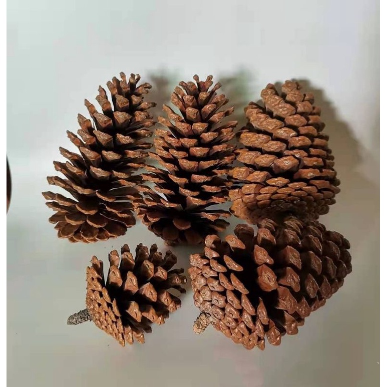 🔥Ready Stock🔥Natural Pine Cone Chewing Bird Toys Perches Chew Toys for