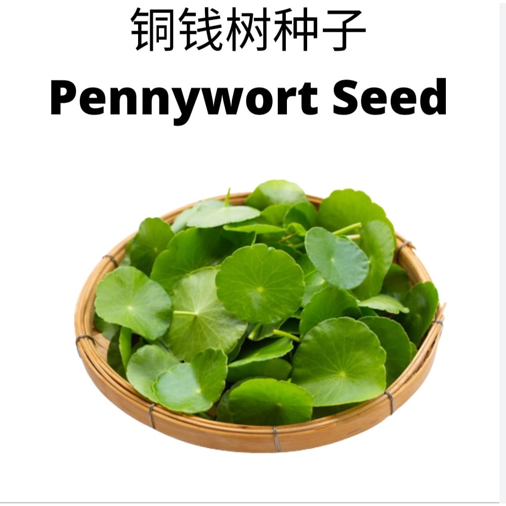 Hydrocotyle Vulgaris Pennywort 铜钱树种子 Biji Benih Daun Nyamuk Seed Grass