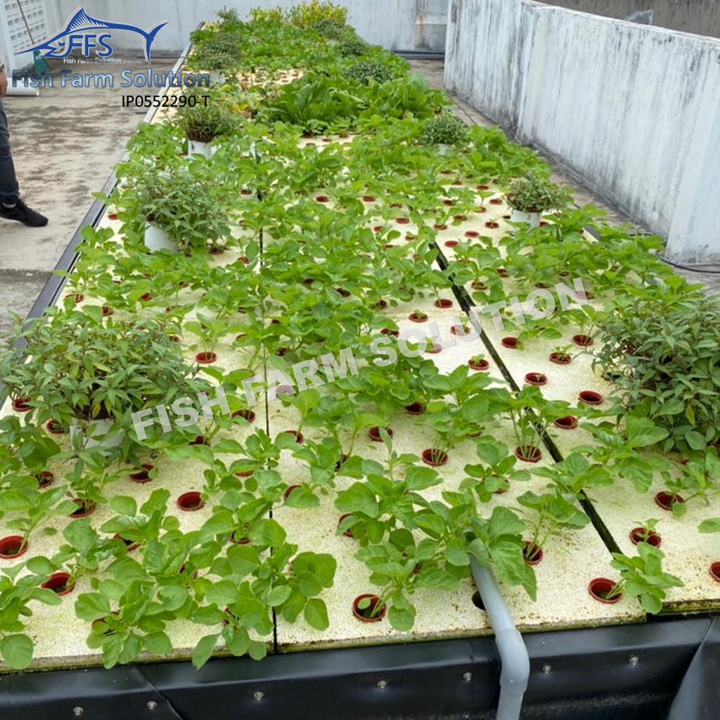 36/64 pots Hydroponic Aquaponic Foam Floating Board [60cmx120cmx4cm ...