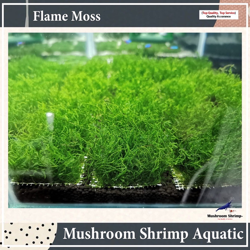🔥 Flame Moss 🔥 Aquascape Plant【Mushroom Aquatic】 | Shopee Malaysia