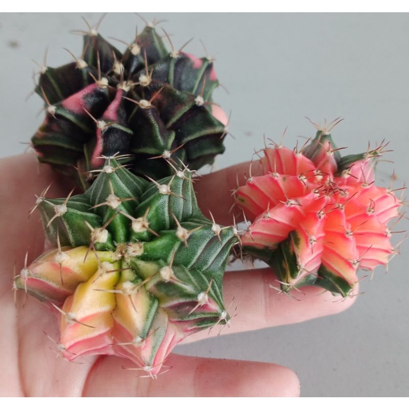Kaktus Cactus Promo Set Variegated Gymnocalycium mihanovichii Shopee