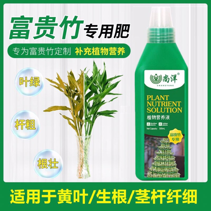 🇲🇾Ready stock home gardening Lucky bamboo Guanyin Bamboo fertilizer ...
