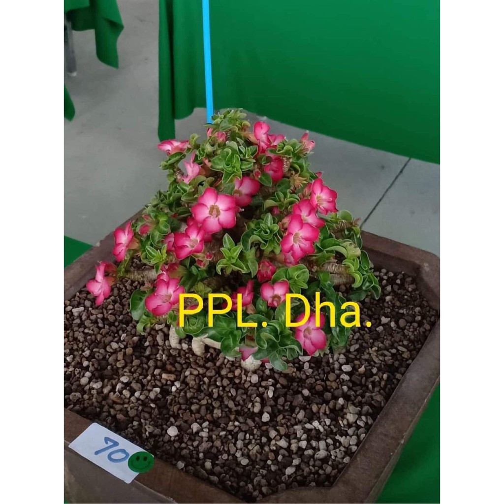 PPL “Dorset Horn” Adenium (DHA) 富贵花/沙漠玫瑰/Bunga Kemboja seed/benih/种子 ...