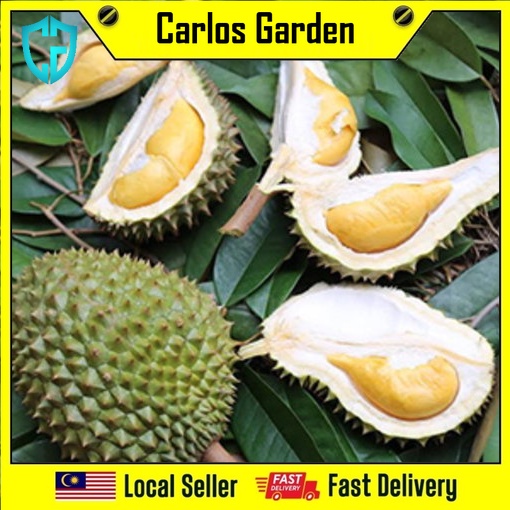 anak-pokok-durian-nok-kracip-siam-pokok-kawin-import-dari-thailand