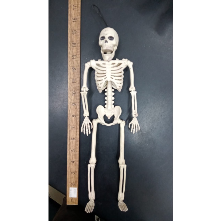 Rangka Tulang Kecil Mini Skeleton 15 Inch MiniSize | Ready Stock ...