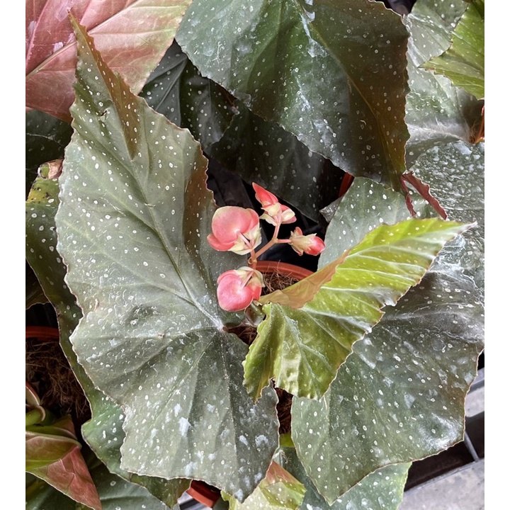 MC BEGONIA DOTSY ‘ ANGEL WING ‘ / Live Plant Shopee Malaysia