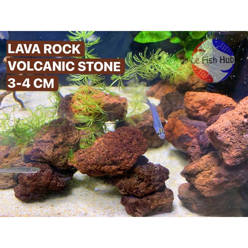 LAVA ROCK VOLCANIC STONE FILTER MEDIA BATU GUNUNG BERAPI 900G FOR AQUARIUM, GARDENING,PLANTING