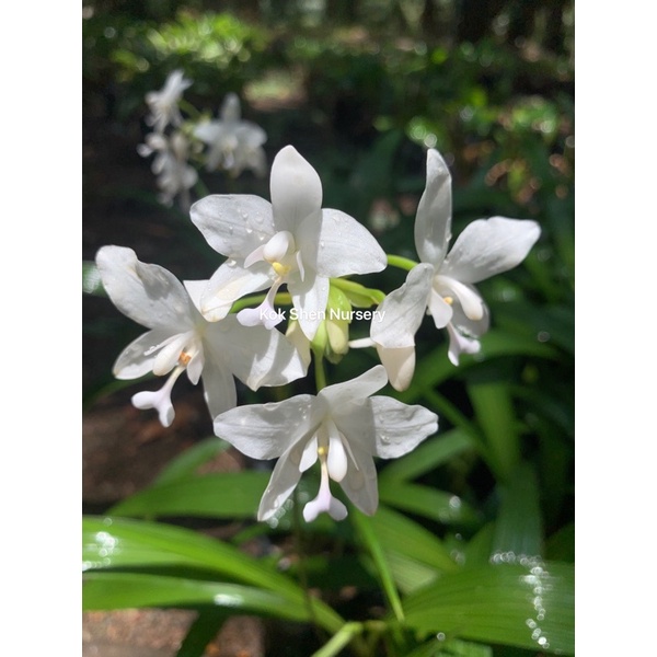 Spathoglottis Orchid（Orkid Pinang）兰花Bunga Putih Outdoor Plant Size Bag
