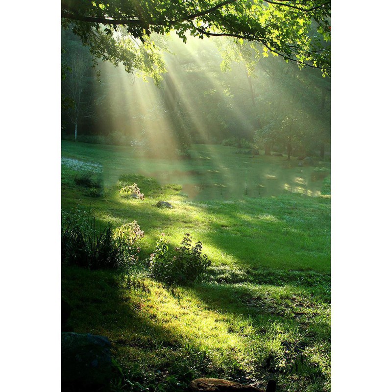 Nature Green Jungle Forest Tree Photo Studio Background Photography ...