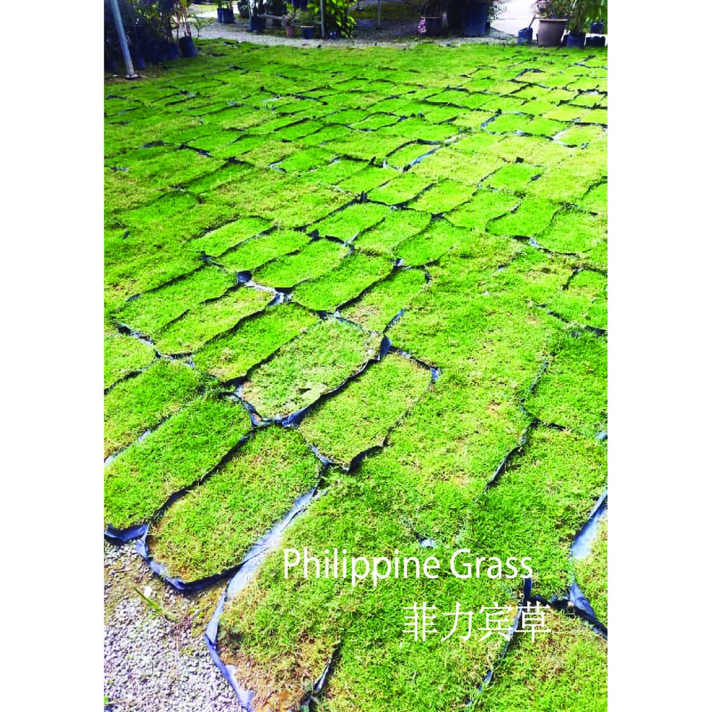 2ft x 1ft Natural Real Life Grass Carpet Taiwanese, Philippine, Pearl
