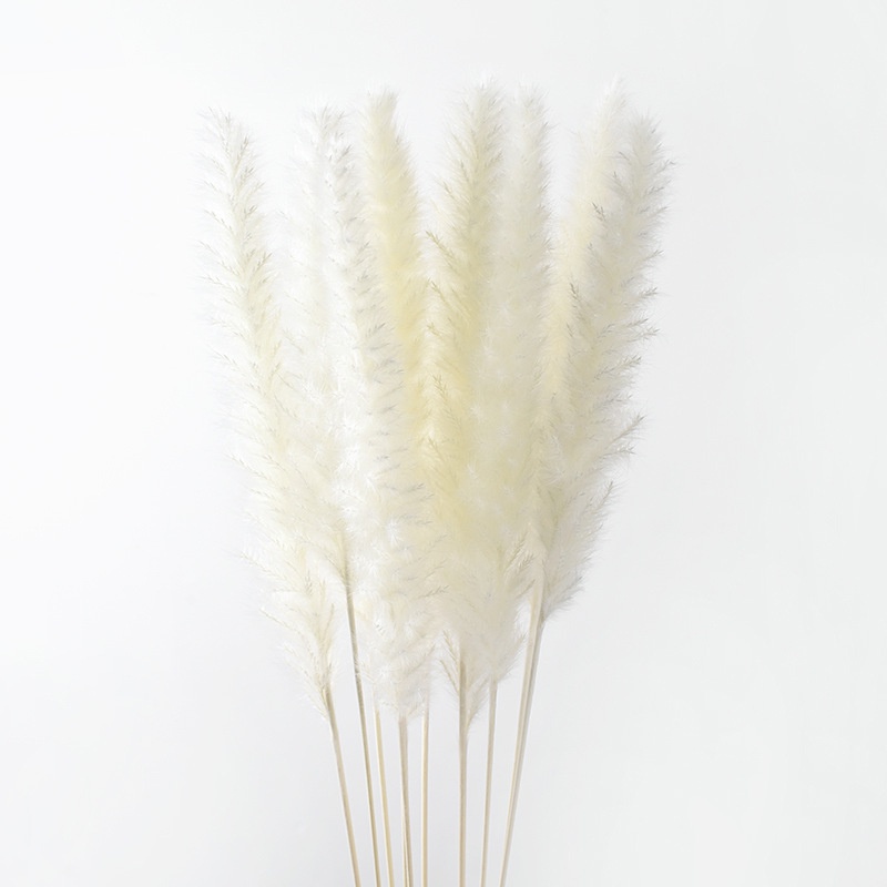 [75-85cm Extra Long Flurry] Real Fluffy Dried Flower Natural Pampas ...