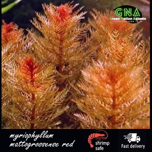 (D.O.A) 5 Stem Myriophyllum Mattogrossense Red (Aquascape/Aquarium ...